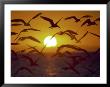 Sunset And Seagulls On Green Key, Port Richey by Dennis Macdonald Limited Edition Print