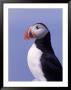 Common Puffin, Fratercula Arctica, Canada by Ralph Reinhold Limited Edition Print