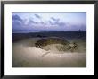Pacific Ridley Sea Turtle, Digging, Mexico by Patricio Robles Gil Limited Edition Print