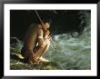 A Pinare Indian Sits By A Stream Fishing by Ed George Limited Edition Pricing Art Print