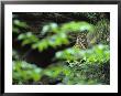 Owl In Woodland, Sachsische Schweiz National Park, Germany by Norbert Rosing Limited Edition Print