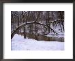 A Curved Tree Frames Rock Creek During A Winter Snow Storm by Stephen St. John Limited Edition Print