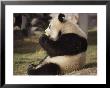 Panda Bear Sitting And Eating, Tianjin, China by Todd Gipstein Limited Edition Print