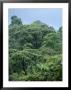 Rain Forest, Costa Rica by James P. Blair Limited Edition Print