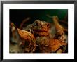 A Toad Looks Out From Behind A Clump Of Leaves by Joel Sartore Limited Edition Print