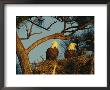 Pair Of Bald Eagles Perch In Their Treetop Nest by Klaus Nigge Limited Edition Print