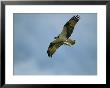 Osprey Carrying A Fish Back To Its Nest by Klaus Nigge Limited Edition Print