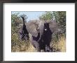 African Elephants Charging Towards The Photographer by Nicole Duplaix Limited Edition Print