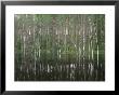 High Water In A Forest Of Evergreens And Birches by Mattias Klum Limited Edition Pricing Art Print