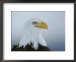 A Portrait Of An American Bald Eagle by Klaus Nigge Limited Edition Pricing Art Print