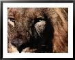 Portrait Of A Male African Lion by Chris Johns Limited Edition Print