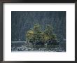 A Bald Eagle Perches Atop A Pine Tree On A Tiny Island by George F. Mobley Limited Edition Print