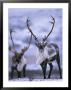 Barren-Ground Caribou by Paul Nicklen Limited Edition Print