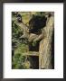 An American Black Bear Licks Ants Off A Tree Limb by Norbert Rosing Limited Edition Print