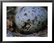 Close View Of Glaucous-Winged Gull Egg Hatching by Joel Sartore Limited Edition Print