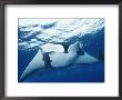 A Pair Of Remoras Hitch A Ride On A Manta Ray, Manta Birostris by Brian J. Skerry Limited Edition Print
