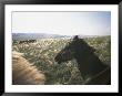 Horses Graze On A Tuvan Steppe As Unseen Horsemen Watch From Mounts by Sisse Brimberg Limited Edition Print