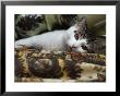 Domestic Cat by Brian Gordon Green Limited Edition Print