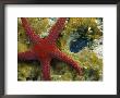 Brightly-Colored Starfish Near A Small Imbedded Clam by Tim Laman Limited Edition Pricing Art Print