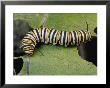 Monarch Butterfly Catepillar Feeds On A Leaf by George Grall Limited Edition Print