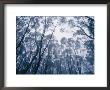 A Mountain Ash Forest Canopy Shrouded In A Mist Cloud From A Storm by Jason Edwards Limited Edition Print