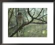 Red-Shouldered Hawk Perches On A Tree Branch by Klaus Nigge Limited Edition Pricing Art Print