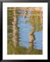 Reflection Of Palm Trees In River, Jekyll Island, Georgia, Usa by Joanne Wells Limited Edition Print