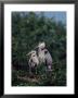 Pair Of Great Blue Herons In Breeding Plumage At Nest by Charles Sleicher Limited Edition Print