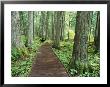 Trail In Glacier National Park, Montana, Usa by Darrell Gulin Limited Edition Pricing Art Print