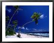 Bent Palm Tree On Beach, French Polynesia by John Borthwick Limited Edition Print