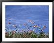 Fire Poppies By The Roadside, Whitman County, Washington, Usa by Julie Eggers Limited Edition Print