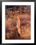 Male Gerenuk Stands To Feed On Acacia, Samburu National Reserve, Rift Valley, Kenya by Mitch Reardon Limited Edition Print