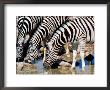Zebras At Waterhole, Etosha National Park, Namibia by Christer Fredriksson Limited Edition Print