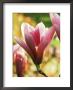 Magnolia (Heaven Scent) by Mark Bolton Limited Edition Print