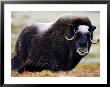 Musk Ox, Adult Female On Tundra, Norway by Mark Hamblin Limited Edition Pricing Art Print