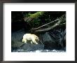 Spirit Bear, Beside River, Canada by Daniel Cox Limited Edition Pricing Art Print