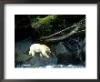 Spirit Bear, Beside River, Canada by Daniel Cox Limited Edition Print