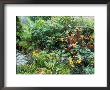 Agave, Dahlia, Canna & Esete (Banana Tree), Cotswold Wildlife Park, Late Summer by Mark Bolton Limited Edition Pricing Art Print