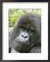 Mountain Gorilla, Male Silverback Portrait, Rwanda by Mike Powles Limited Edition Pricing Art Print