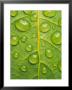 Toxic Rain, Rain Drops On Leaf by David M. Dennis Limited Edition Print