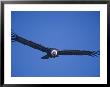 Andean Condor, Peru by Mark Jones Limited Edition Pricing Art Print