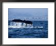 Humpback Whale, Raising Flukes by Gerard Soury Limited Edition Print