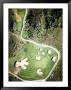 Golf Courses And Big Houses Are Quickly Filling The Coastline Here, South Africa by Michael Fay Limited Edition Print