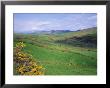 Fields Near Dingle, Co. Kerry, Ireland/Eire by Roy Rainford Limited Edition Print
