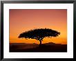 Acacia Tree Silhouetted At Dawn, Masai Mara Game Reserve, Kenya, East Africa, Africa by James Hager Limited Edition Print