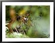 Female Indian Tiger (Bengal Tiger) (Panthera Tigris Tigris), Bandhavgarh National Park, India by Thorsten Milse Limited Edition Pricing Art Print