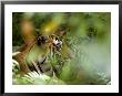 Female Indian Tiger (Bengal Tiger) (Panthera Tigris Tigris), Bandhavgarh National Park, India by Thorsten Milse Limited Edition Print