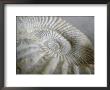 Fossil Shells Ii by Nicole Katano Limited Edition Print