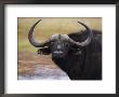 Cape Buffalo, Syncerus Caffer, Addo Elephant National Park, South Africa, Africa by Steve & Ann Toon Limited Edition Print