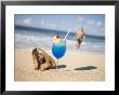 Cocktail And Shell On Beach Near Maca Bana Villas, Point Salines, St. George, Grenada by Holger Leue Limited Edition Pricing Art Print